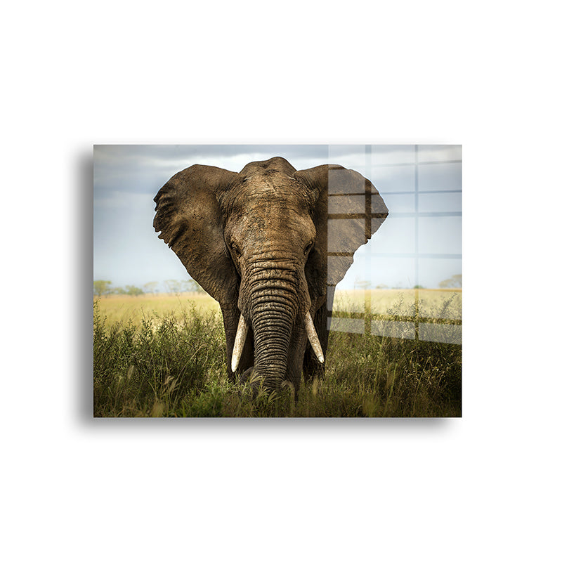 African elephant glass painting color without frame front view